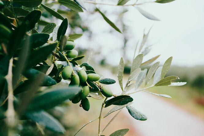 Как одна чайная ложка оливкового масла может помочь здоровью сердца масла, оливкового, масло, оливковое, здоровья, сердца, данные, также, исследования, только, для здоровья, влияние, ученые, конечно, в рацион, воспалений, питания, вовсе, происхождения, более
