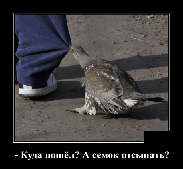 Самые новые демотиваторы Самые новые демотиваторы демотиваторы