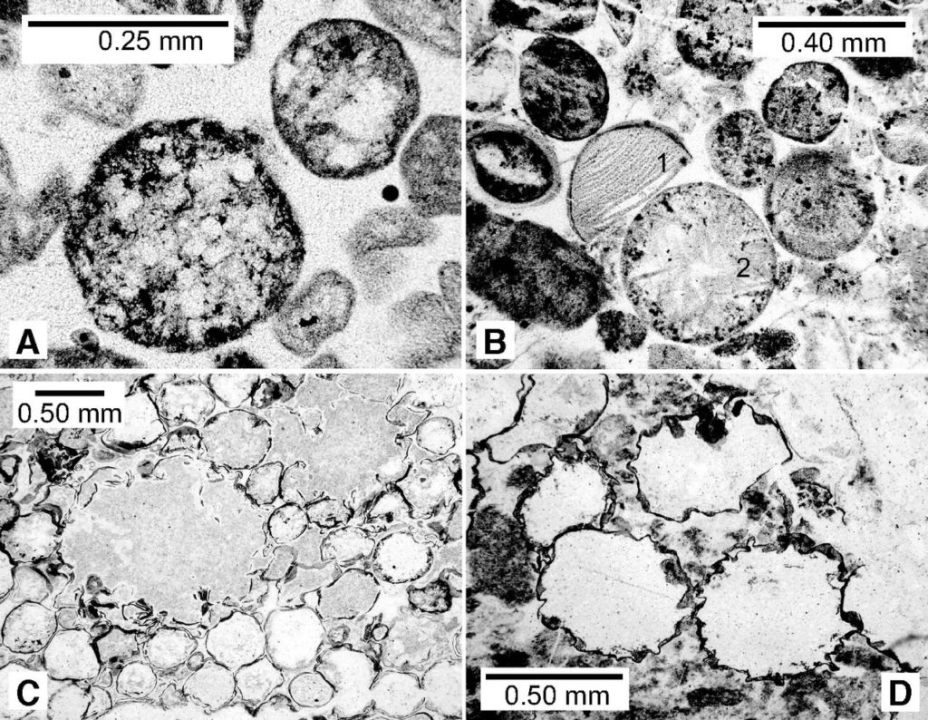  Сферулы из кратона Каапвааль / ©Lowe et al., 2019