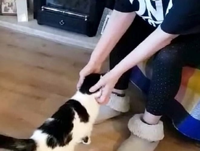 Кошка и руки