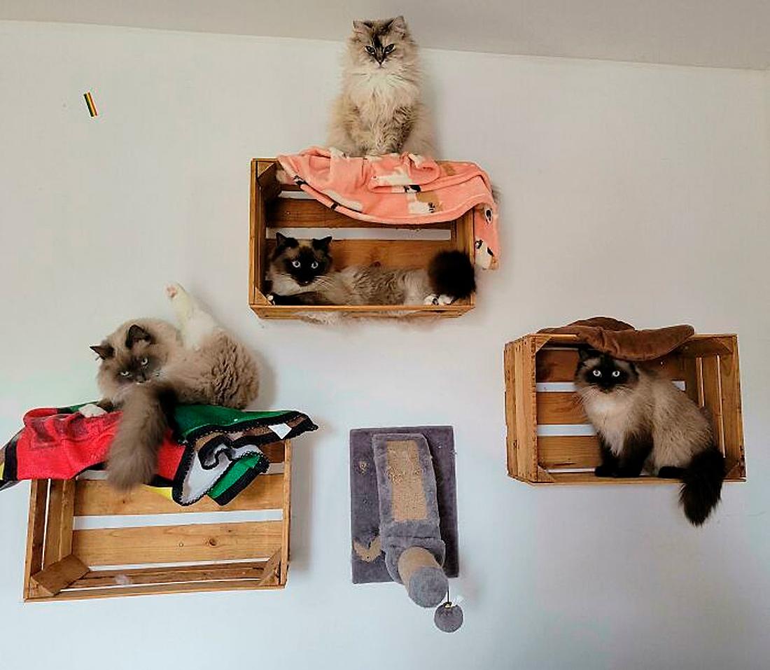 Очень смешные коты, которые собрались на совещание  evergreen,format-article,noindex,Развлечения