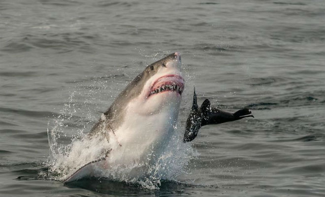 Ученые показали охоту акул от первого лица: камеру установили на спину