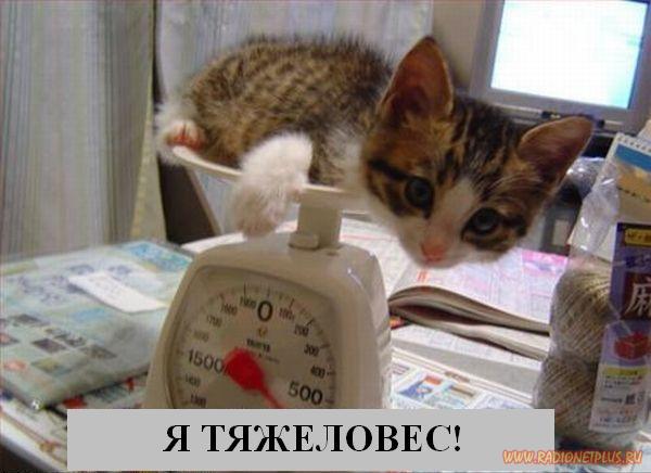 Котоматрица Мысли вслух Котоматрица Мысли вслух