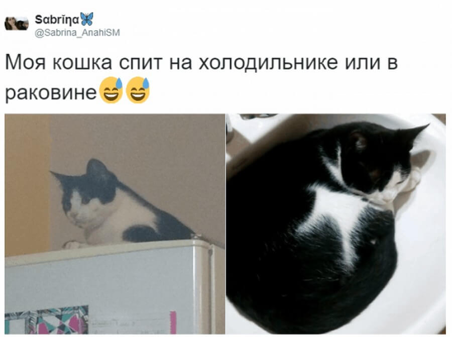 Коты — самые няшные и странные существа существа, получше, странных, няшных, множество, набралось, моментально, поддержали, питомцев, своих, фотографиями, делиться, предложил, своего, понять, решил, удивительные, Аргентины, сети из, пользователь