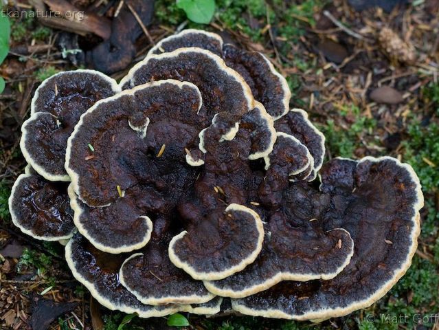 Самым большим живым организмом на нашей планете является грибница опенка темного, которая развивается в лесном заповеднике Малур в американском штате Орегон.