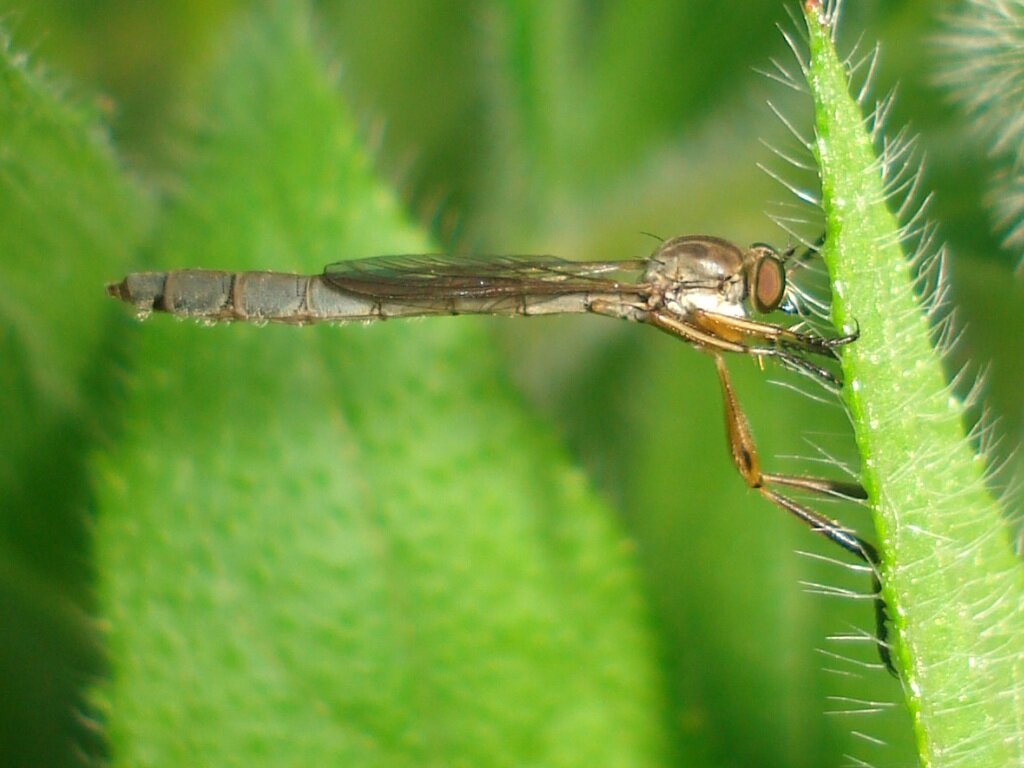 Ктырь Leptogaster cylindrica