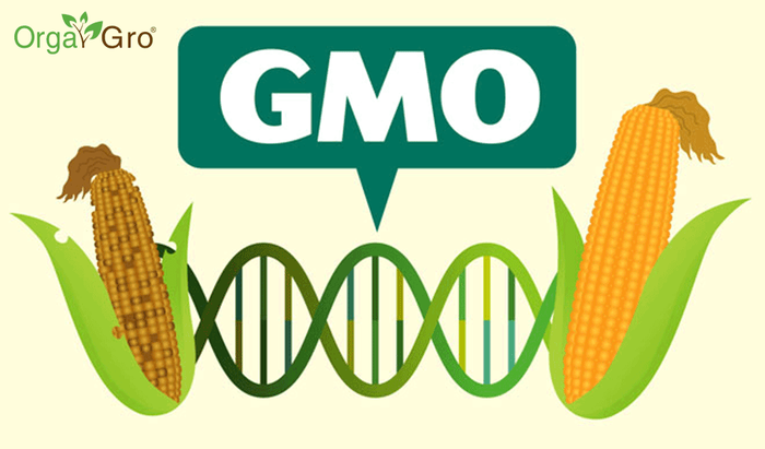 О том, почему же люди боятся ГМО гмо, мифы, образование, опасность