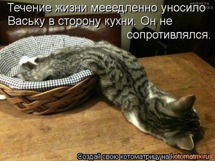 Кошки, такие кошки!