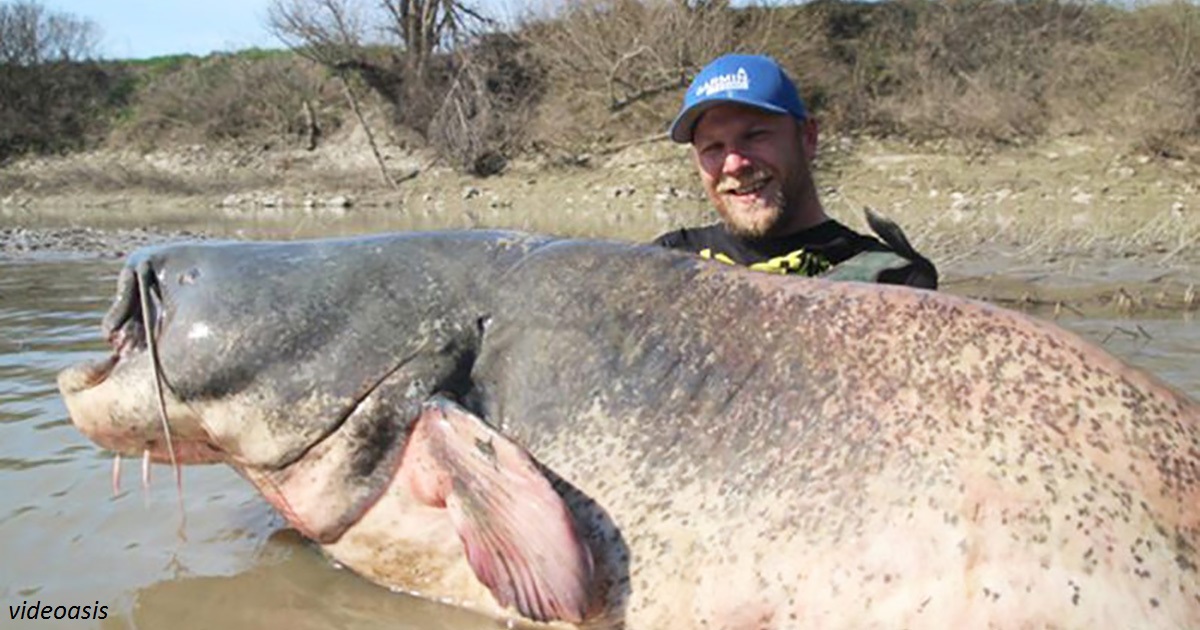 Рыбак поймал сома, который даже не помещается на фото