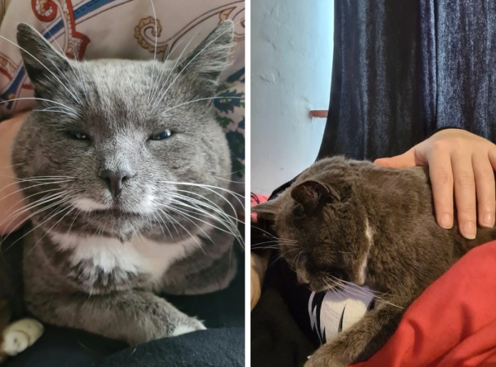 Без кота и жизнь не та