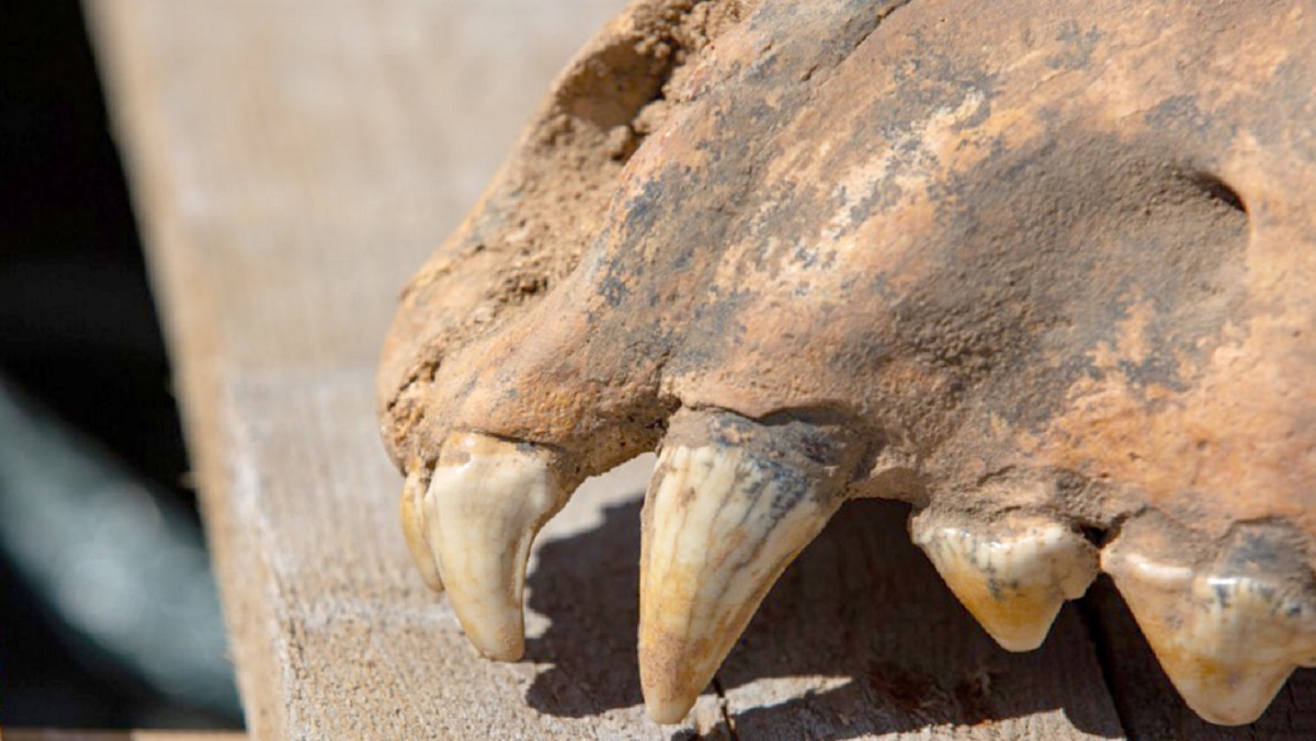 Останки древних гиен нашли в Арктике: удивительные археологические находки