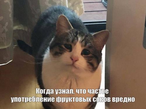 Тем, кто собирается худеть к лету и выбрал диету, состоящую только из фруктовых соков и овощей, мы спешим сообщить, что это плохая идея.