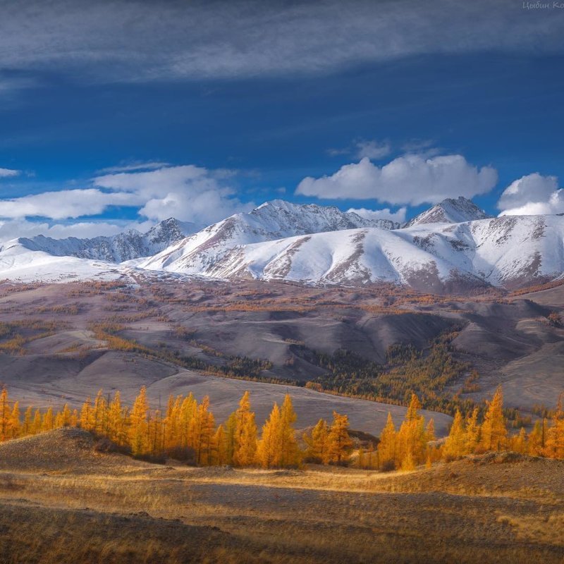 Осень у Курайского хребта, Алтай горы, леса, природа, природа России, российская природа, россия