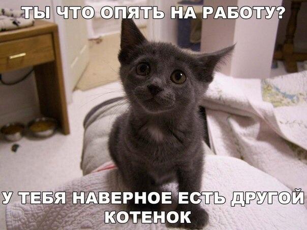 Классные и зачетные надписи к картинкам и фото приколам из нашей жизни Классные и зачетные надписи к картинкам и фото приколам из нашей жизни картинки с надписями,красивые фотографии,прикольные картинки,смешные комментарии