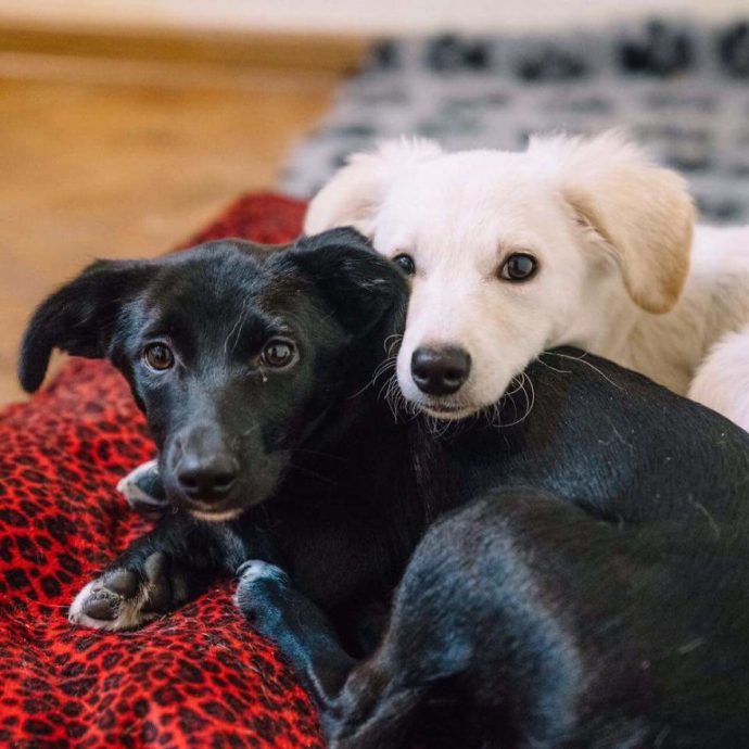 Helens-house-of-hope-A-new-life-for-the-abandoned-and-mistreated-dogs-of-Bulgaria-59db5bd0c30e2__880