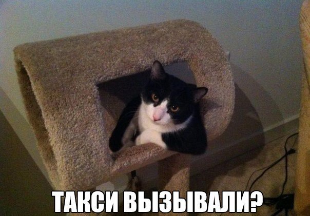 Веселые фото приколы и милые картинки с надписями 