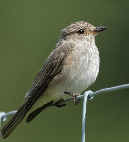 Мухоловка — птица миниатюрная и красивая
