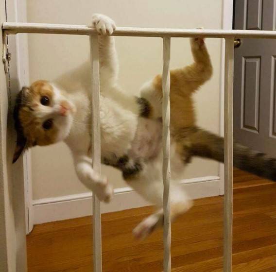 12 котов, которые разбавили серые будни своих хозяев 