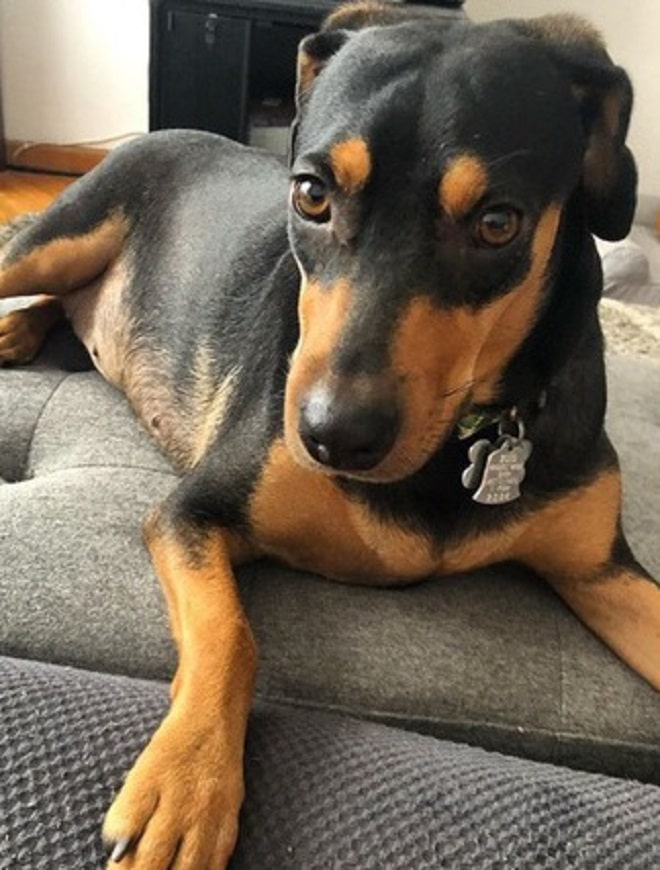 Собака лежит