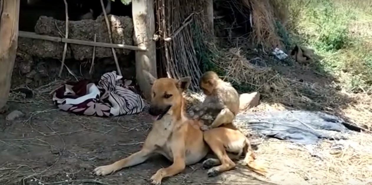 собаки в индии