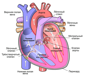 Почему биение сердца состоит из парных ударов? крови, клапана, порции, закрытии, левом, разных, сердца, окончание, Кровь, реверберацией, предсердия, желудочекВторой, создается, желудочковоаортального, желудочке, означает, выброса, аорту, правых, отделах