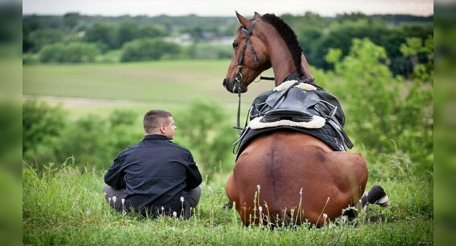 Можно ли ездить на лошади по городу наравне с автомобилями?