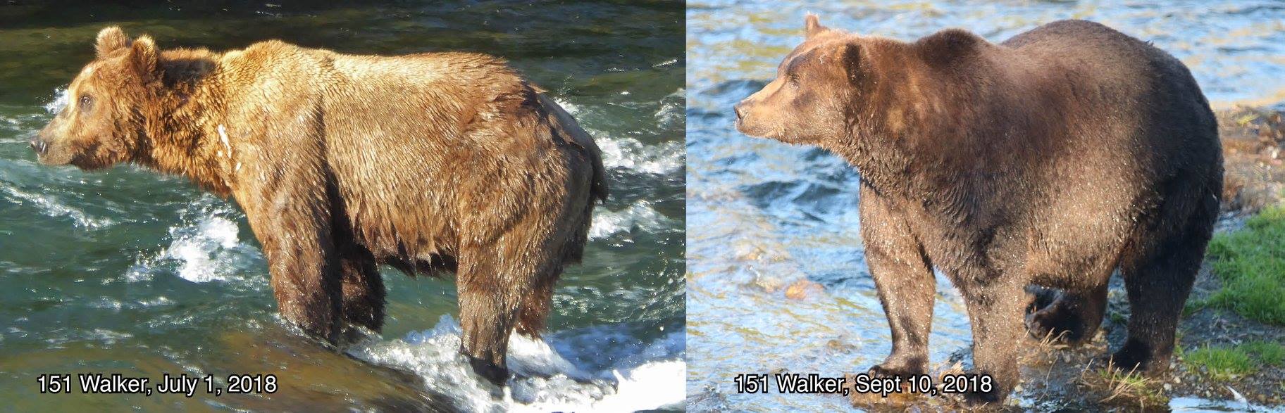 жирные медведи аляски самый жирный медведь фото отвратительные мужики disgusting men