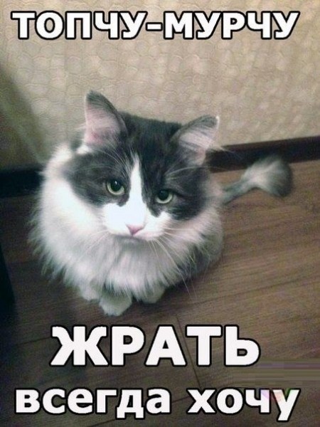 Котоматоица. Мысли вслух :) 