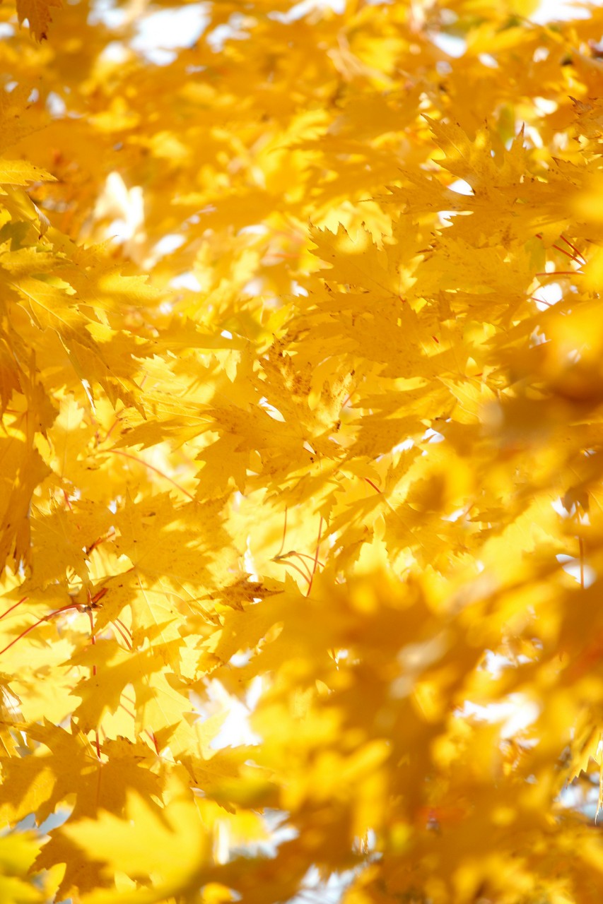 В осеннем парке. (josullivan.59)