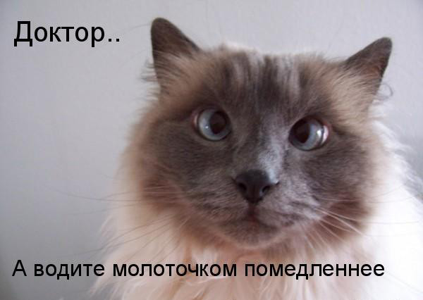 О чем думают коты? Знают только они... демотиваторы, животные, коты, прикол, юмор