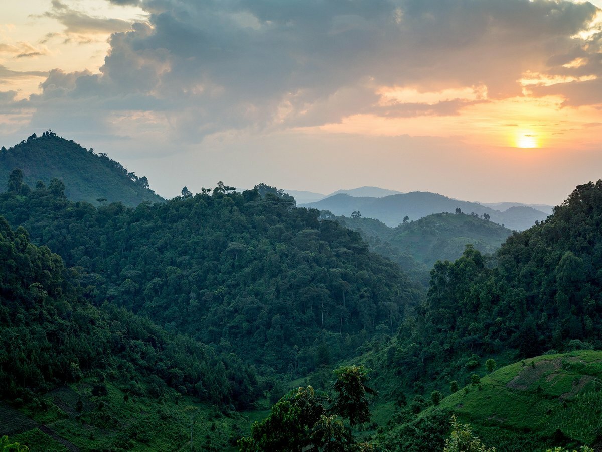 Bwindi Forest, Uganda