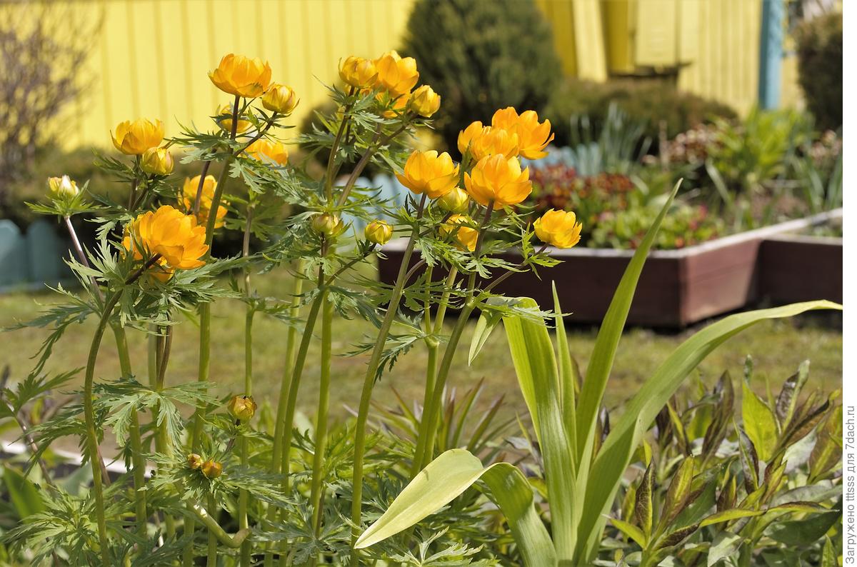 Сад непрерывного цветения - мечта, которую может осуществить каждый дача,ландшафтный дизайн,сад и огород