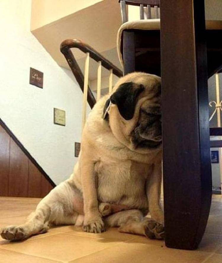 25 милейших щенков, готовых спать при любых обстоятельствах 25 милейших щенков, готовых спать при любых обстоятельствах животные