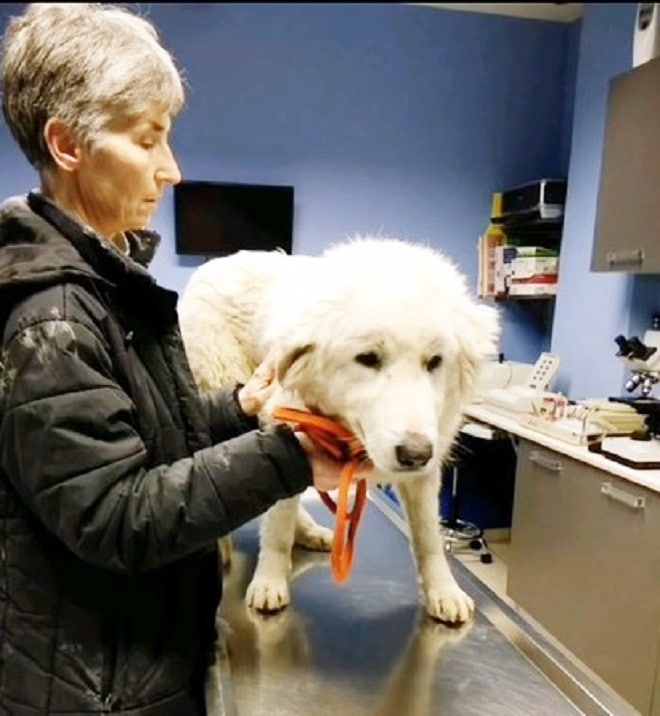 Собака на осмотре