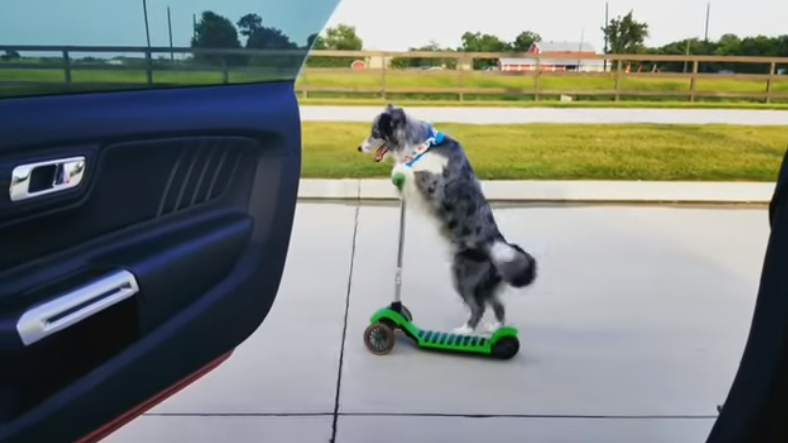 Почему собаки делают все то, что делают супер