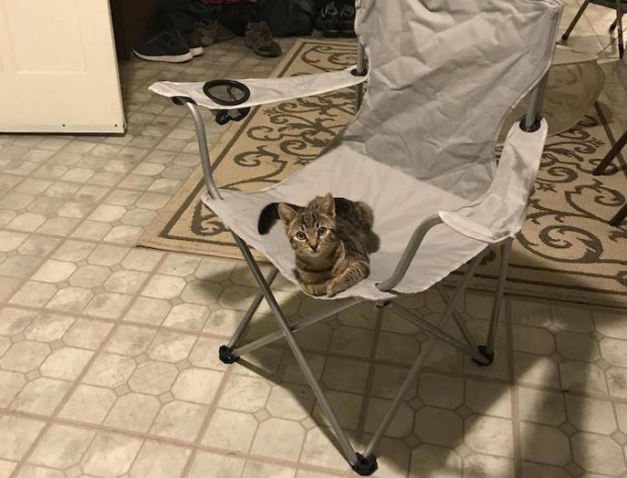 Cat-on-Chair-Nigeltown-Imgur