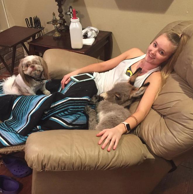 Животные с хозяйкой