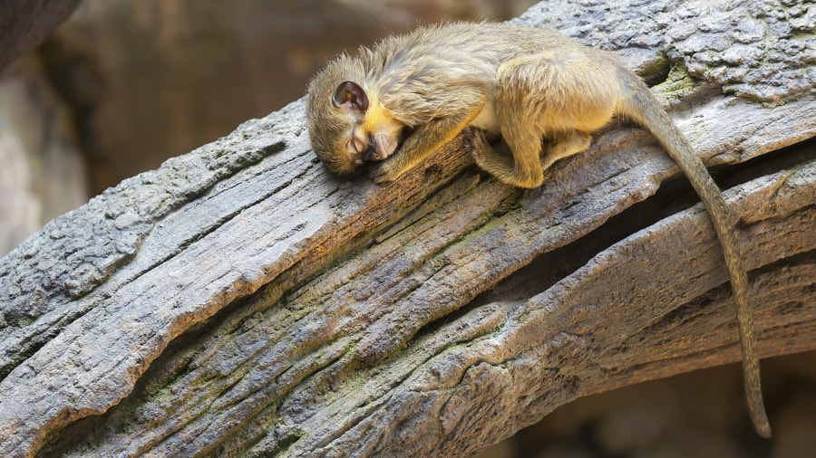 Just a Sleeping Monkey by Goran Petrov on 500px.com