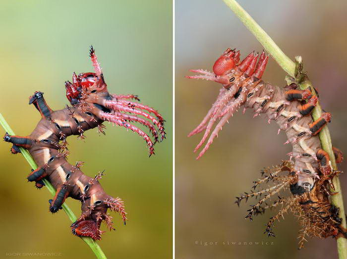 Необычные гусеницы в фотографиях Igor Siwanowicz гусеницы