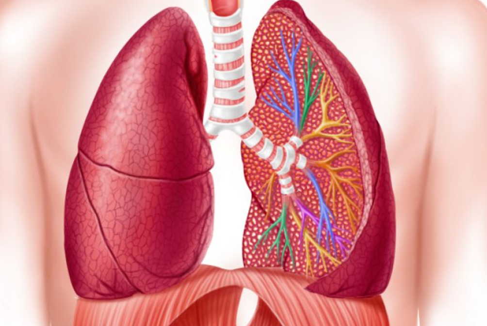 Лечебные чаи от температуры и хронического воспаления в легких и бронхах