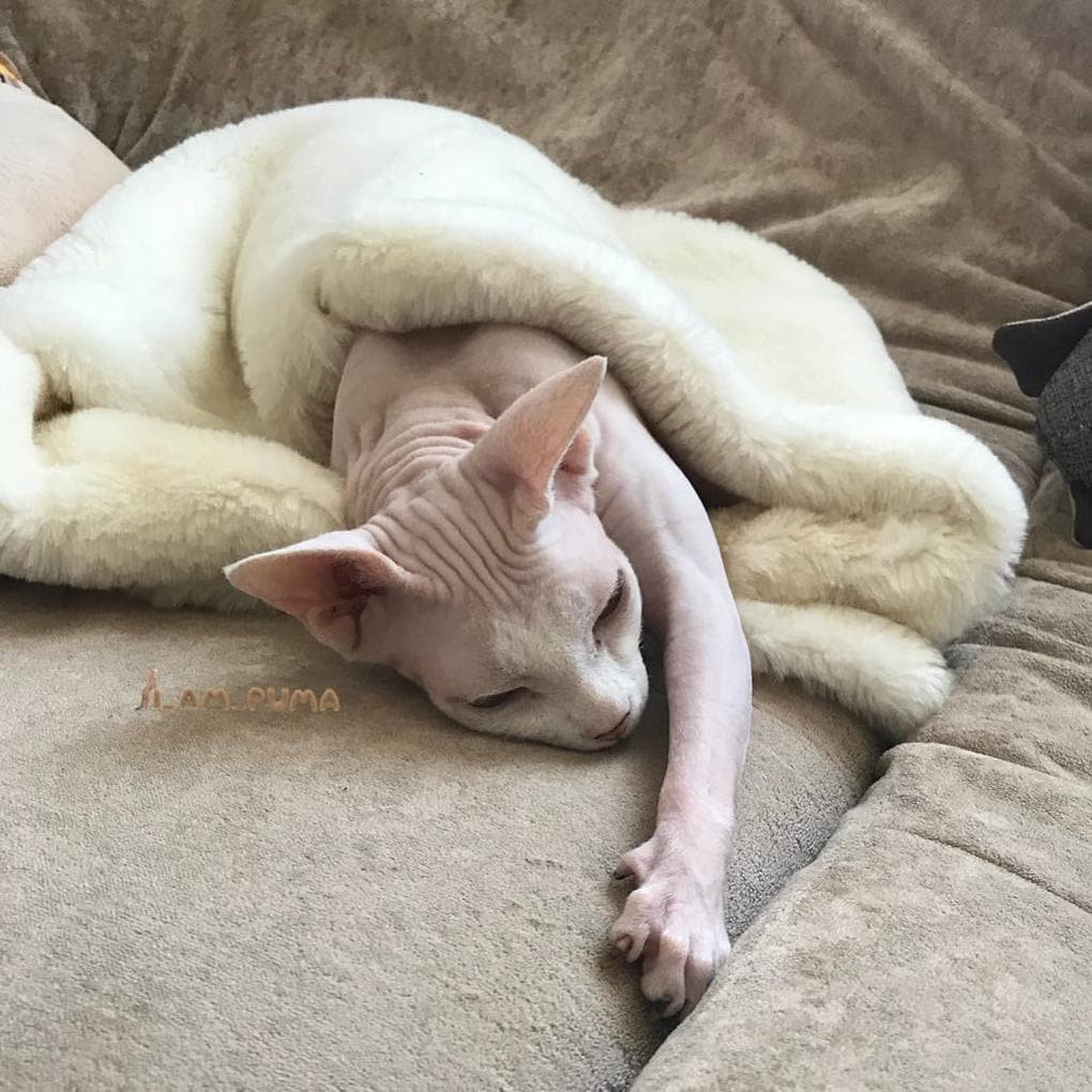 Пара забрала пуму из саранского контактного зоопарка и превратила её в разбалованного домашнего кота Пара забрала пуму из саранского контактного зоопарка и превратила её в разбалованного домашнего кота животные