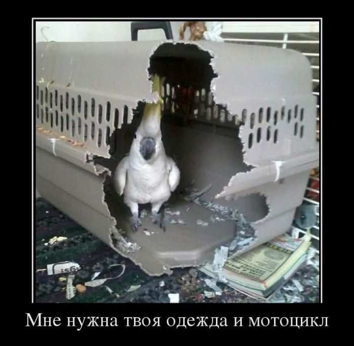 Демотиваторы выходного дня! Демотиваторы выходного дня!