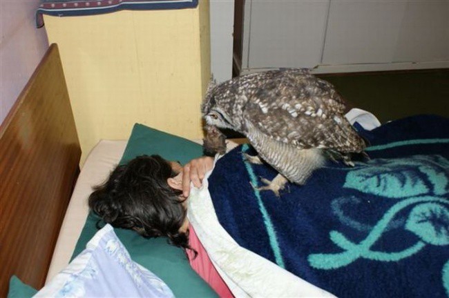 Парень подобрал раненую сову, и вот как она его отблагодарила благодарность, животные, жизнь, сова, факты