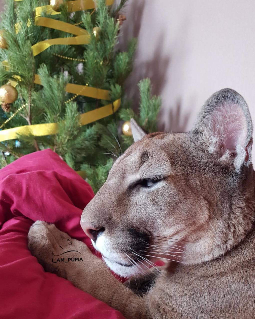 Пара забрала пуму из саранского контактного зоопарка и превратила её в разбалованного домашнего кота Пара забрала пуму из саранского контактного зоопарка и превратила её в разбалованного домашнего кота животные