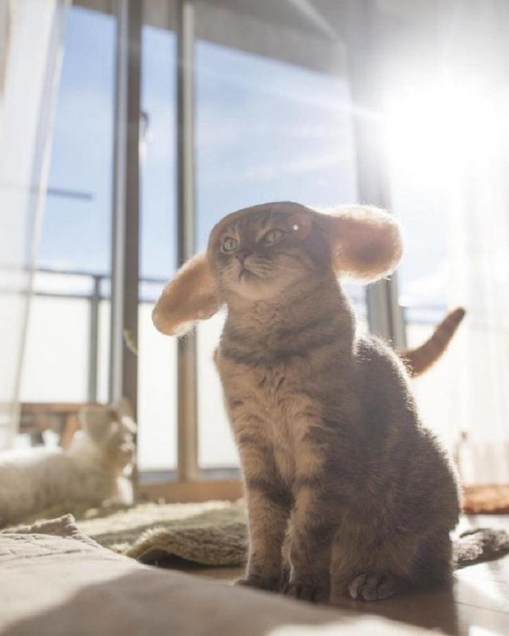 Картинки милота зашкаливает