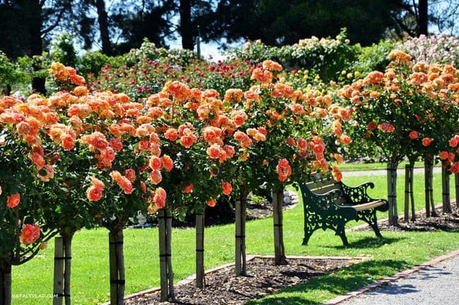 Живая изгородь из роз — решение, которое преобразит сад дача,сад и огород,садоводство,цветоводство