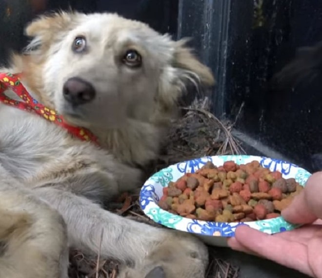 Собака и еда