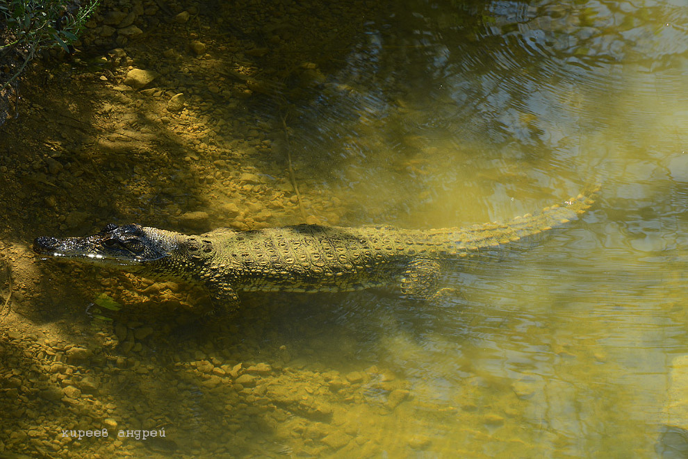 парк львов Тайган