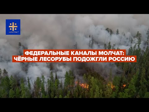 Федеральные каналы молчат: Чёрные лесорубы подожгли Россию