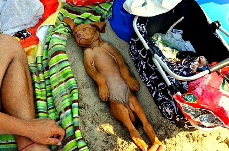 25 милейших щенков, готовых спать при любых обстоятельствах 25 милейших щенков, готовых спать при любых обстоятельствах животные